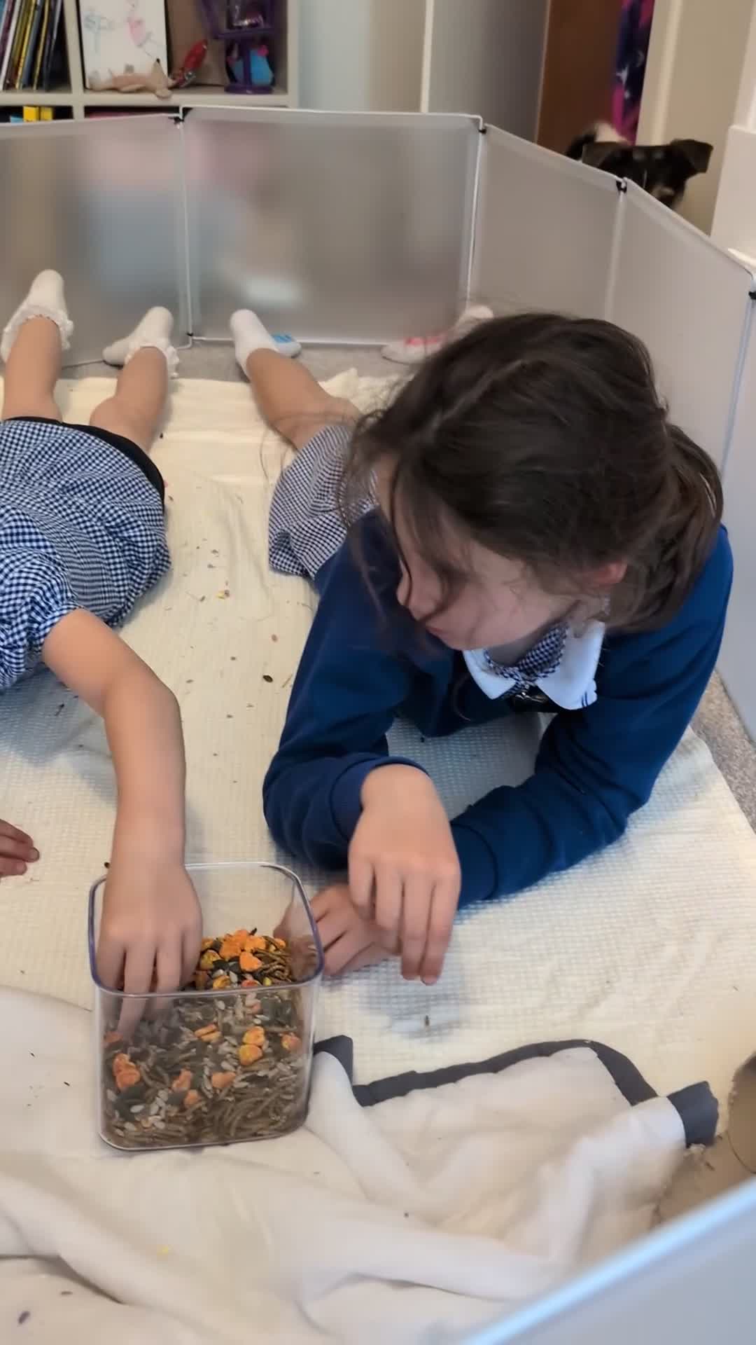 Gerbil rodents for sale: Two gorgeous gerbils  - Video 1