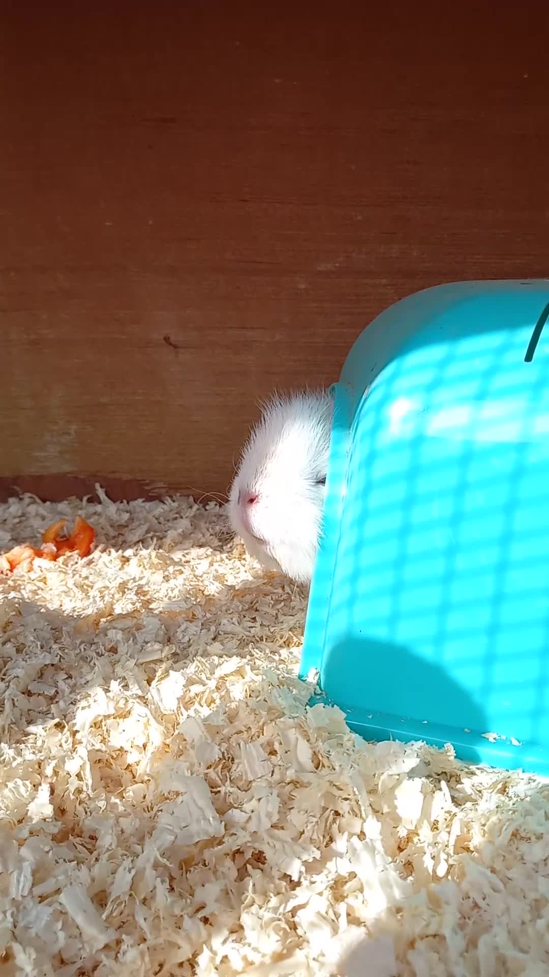 Guinea Pig rodents for sale: Swiss baby sow guinea pigs - Video 1