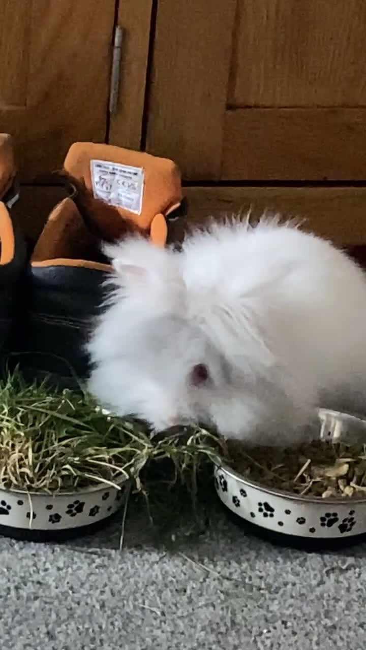 Lionhead rabbits for sale: 2 female lionhead rabbits 1 years old in Stoke-on-Trent - Video 2