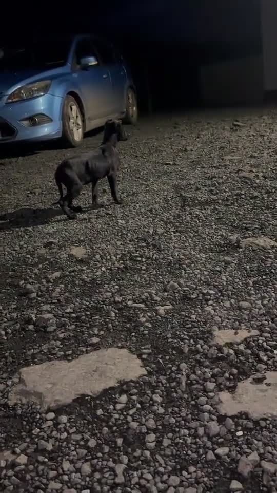 Lurcher dogs for sale: LAST LURCHER LEFT - Video 1