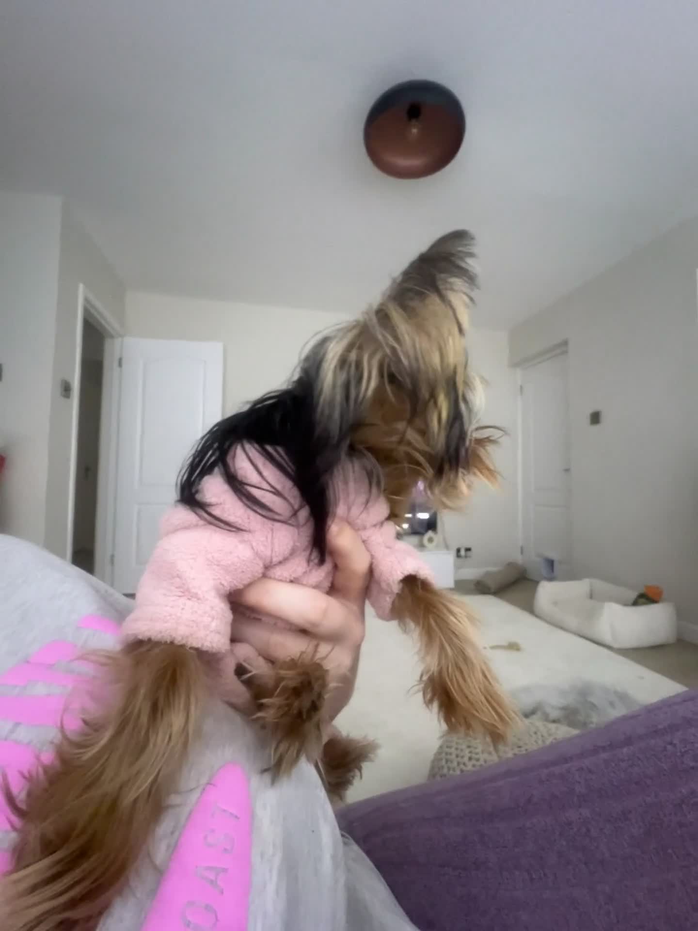 Yorkshire Terrier dogs for stud: ⭐️1.2kg Pedigree Miniature Yorkie STUD - Video 2