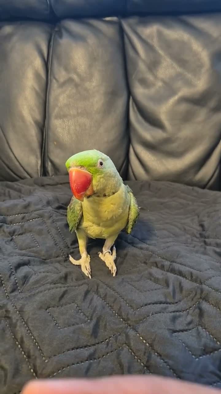 Ringnecks birds for sale: Alexandrian talking parrot, fully hand-tamed. in Walsall - Video 4