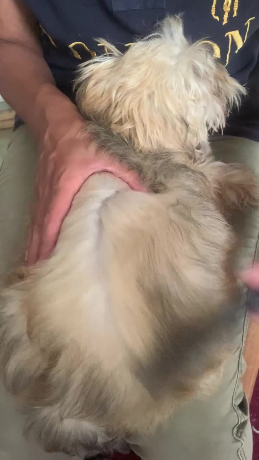 Morkie dogs for sale: Teacup Teddybear babies  - Video 5