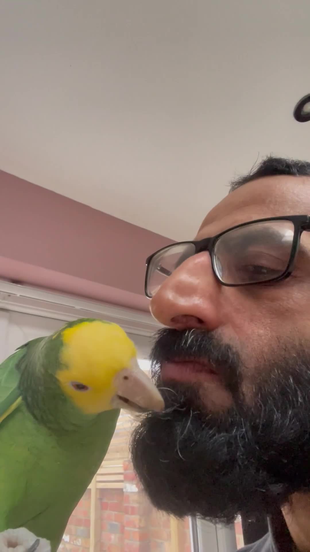 Parrots birds for sale: DYH double yellow headed Amazon parrots - Video 2