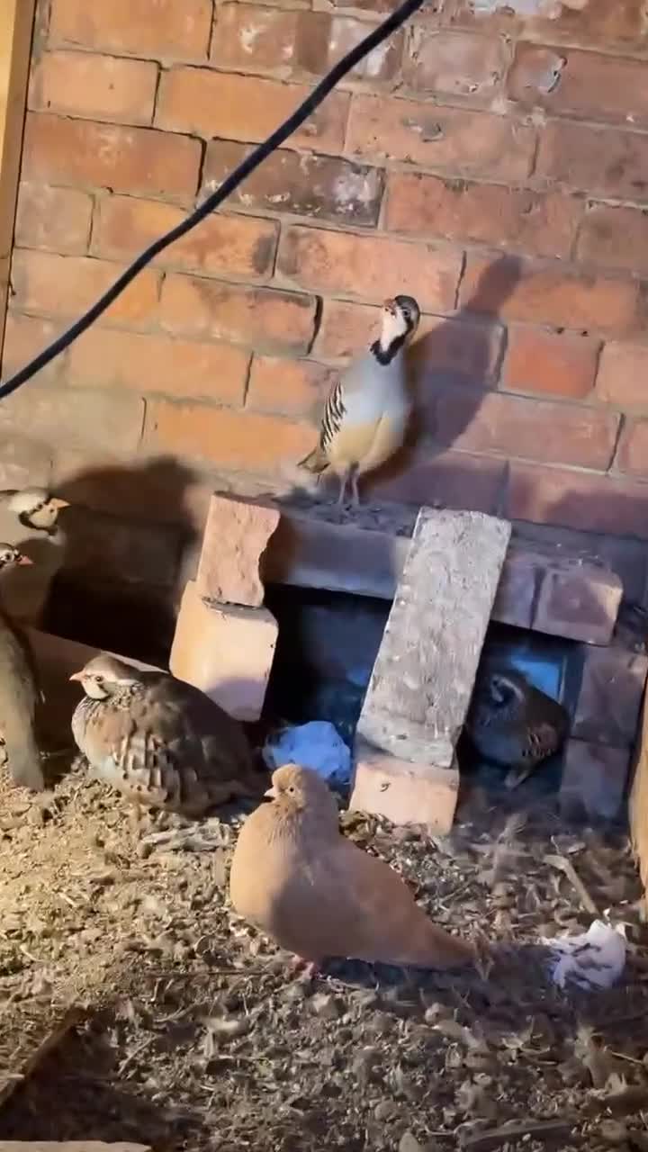 Mixed Breed birds for sale: Chukar partridge for sale  - Video 1