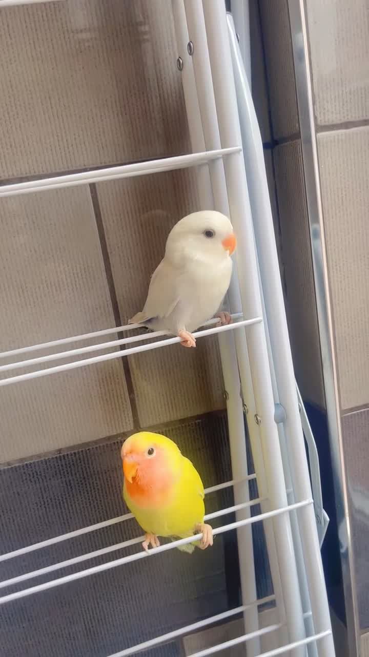 Lovebirds birds for sale: Love birds - Video 2