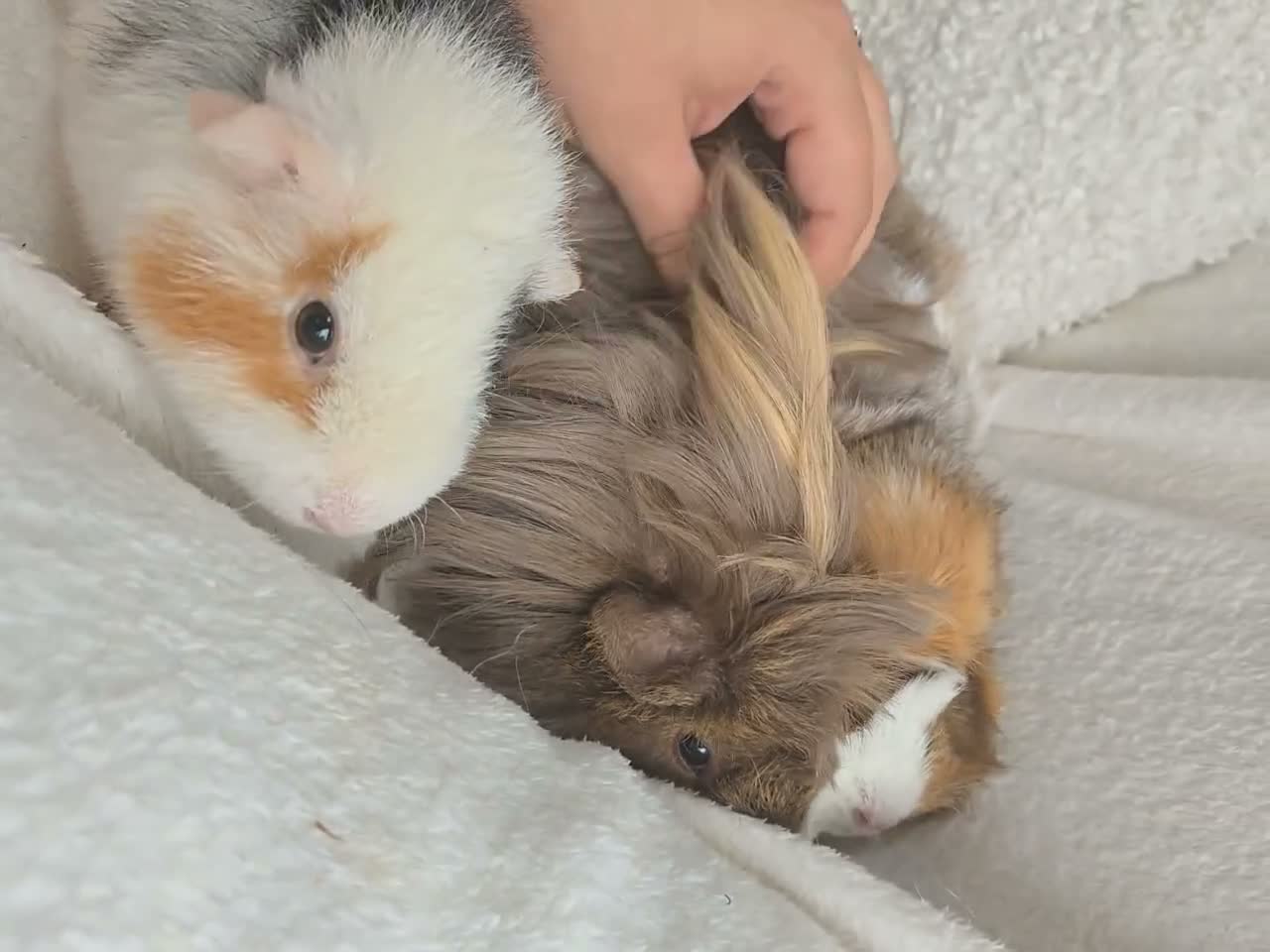 Guinea Pig rodents for sale: Extremely well-bonded trio - Video 2