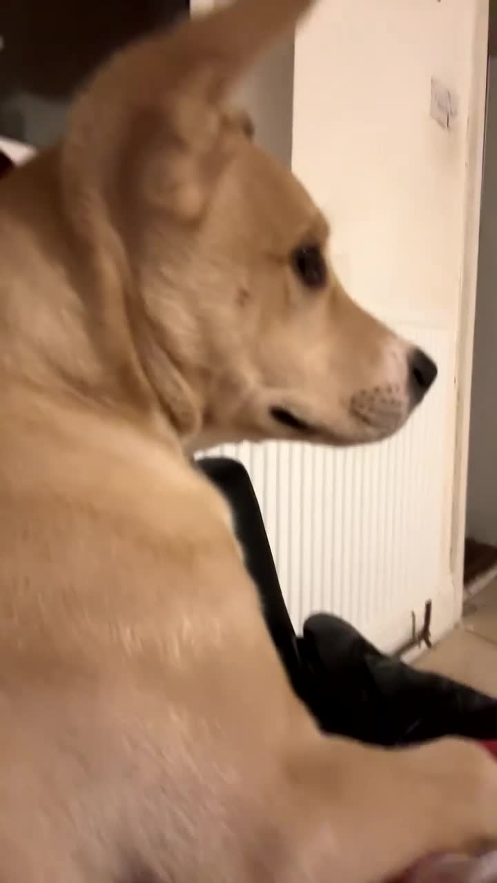 Mixed Breed dogs for sale: Male puppy - Video 1