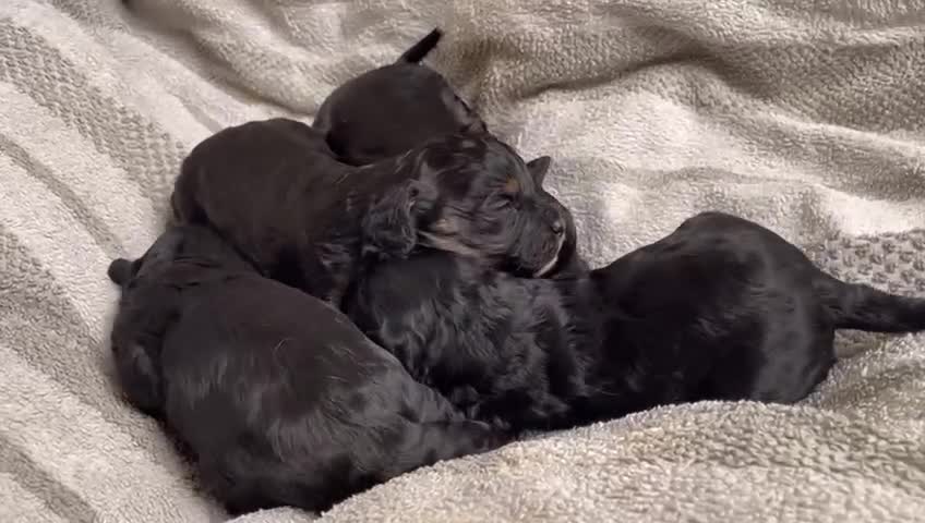 Cavapoo dogs for sale: Beautiful cavapoos  - Video 1