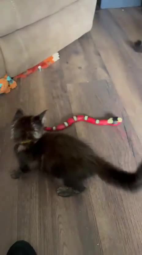 Maine Coon cats for sale: Stunning mainecoons  - Video 1