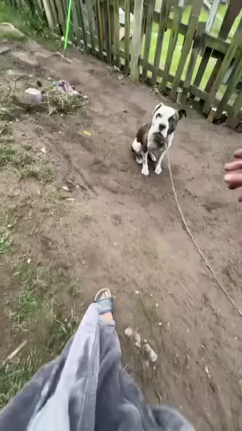 American Bulldog dogs for sale:  American Bulldog to go to a good loving home - Video 3