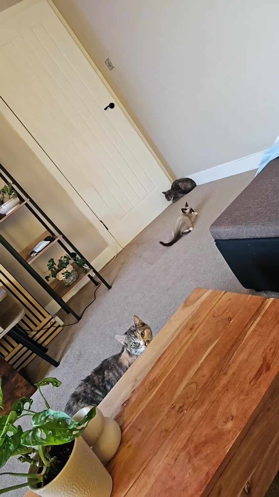 Mixed Breed cats for sale: Snowshoe Kitten Looking For His Forever Home - Video 3