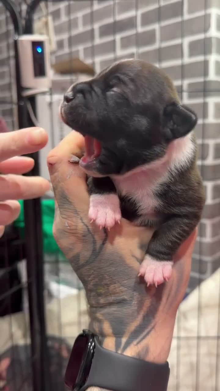 Staffordshire Bull Terrier dogs for sale: chloe x arthur pups - Video 1