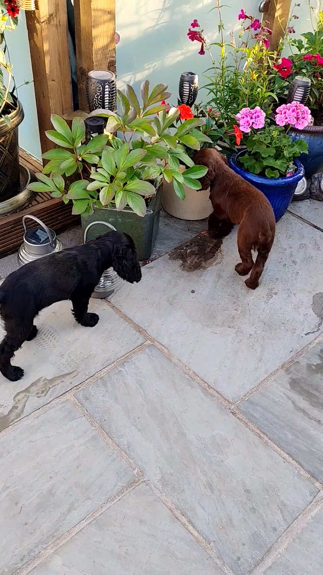 Cocker Spaniel dogs for sale: Cocker Spaniel Puppies For Sale - Video 2