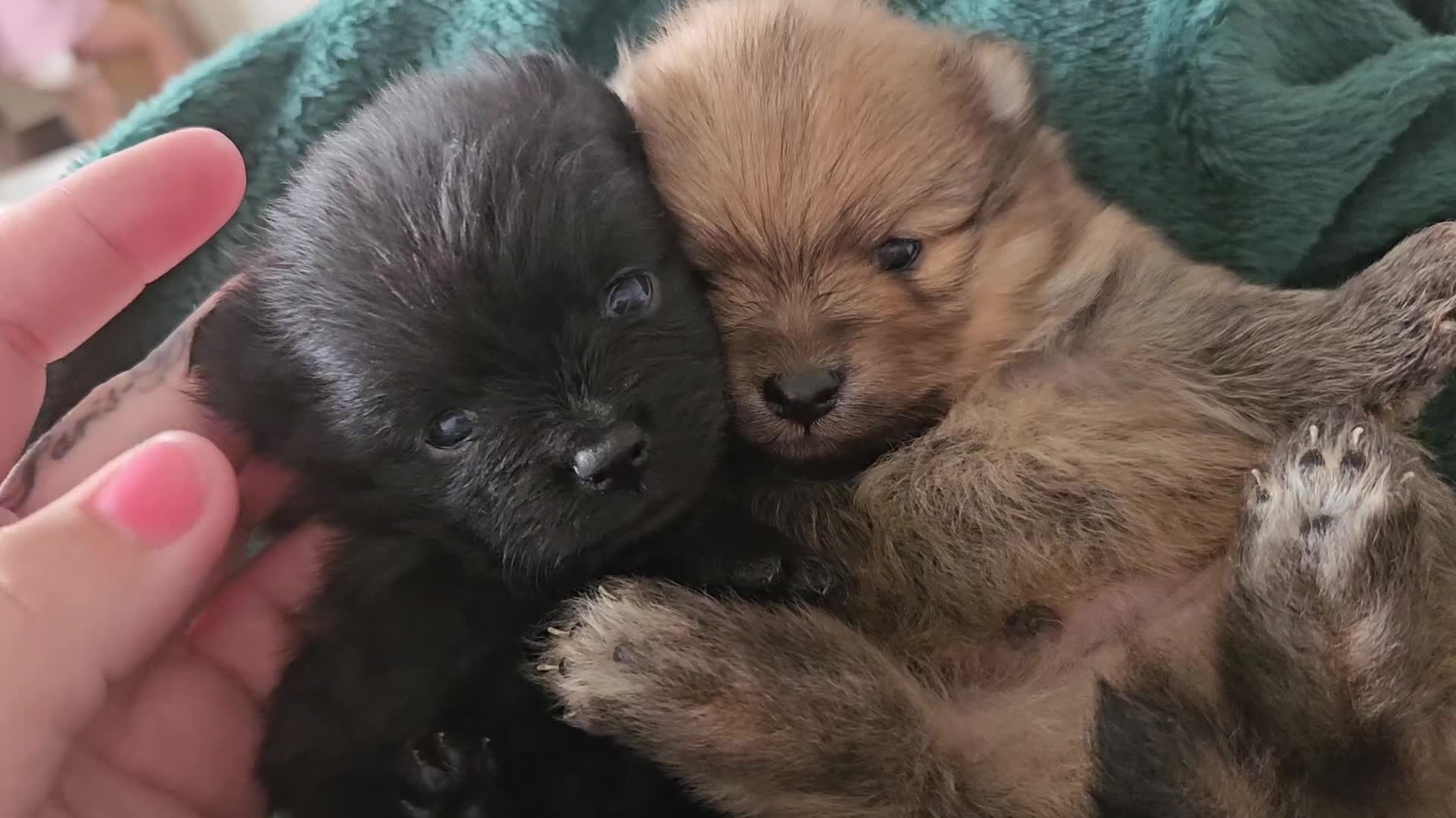 Pomeranian dogs for sale: Beautiful teddy like pomeranians - Video 1