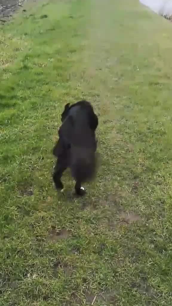 Mixed Breed dogs for adoption: Buddy is looking for a new home  in March - Video 1