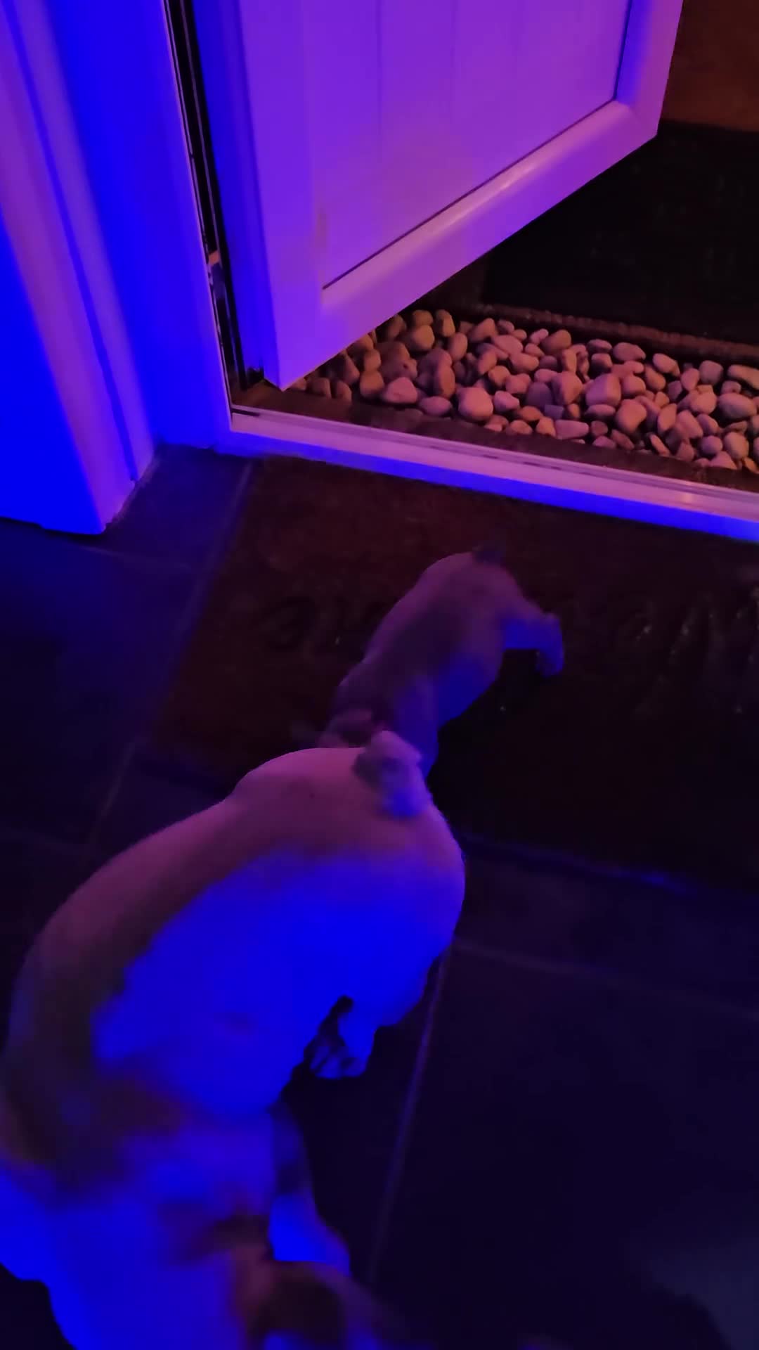 French Bulldog dogs for sale: Gorgeous french bulldogs - Video 2