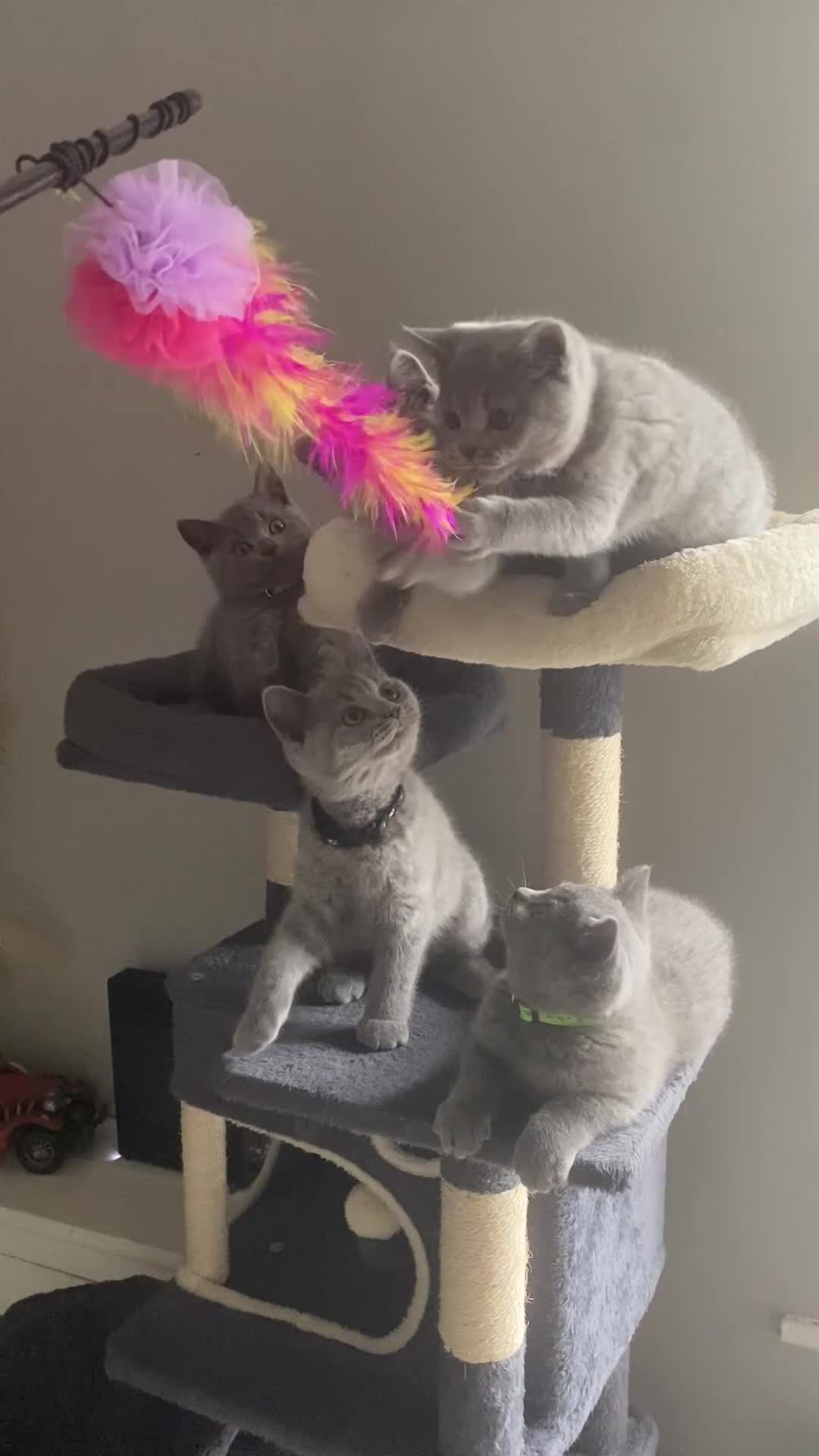 British Shorthair cats for sale: Active registered GCCF/TICA British Shorthair - Video 2
