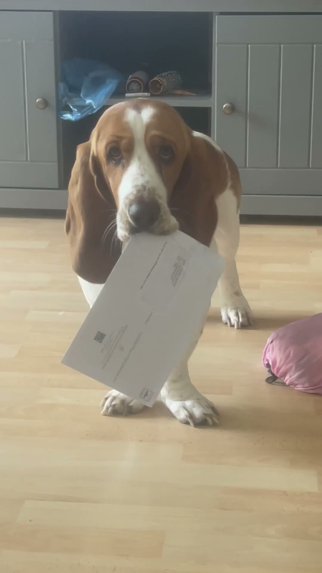 Basset Hound dogs for stud: Bassett hound for stud in Loughborough - Video 1
