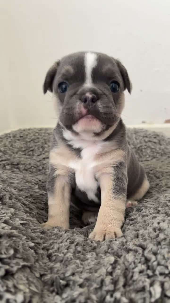 French Bulldog dogs for sale: Gorgeous french bulldog female puppy 4 weeks old. - Video 1