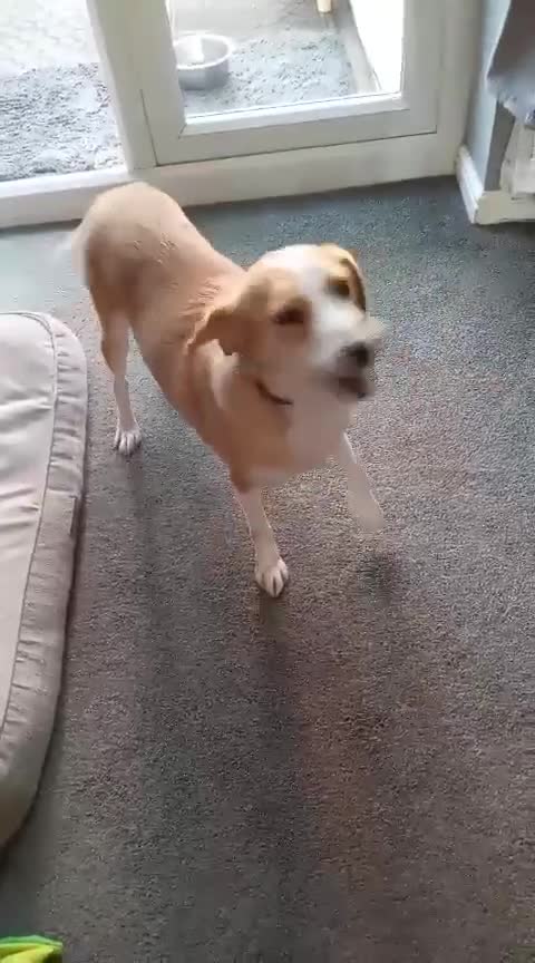 Mixed Breed dogs for adoption: Zlata - Video 1