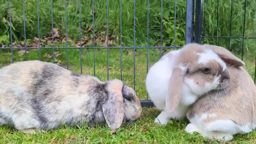 Mini Lop rabbits for sale: 2 Female mini Lops  - Video 1