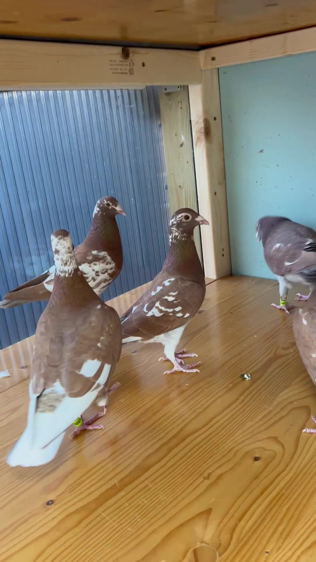 Pigeons birds for sale: 5 Chocolate Meuleman Pigeons - Video 2