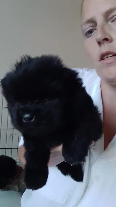 Chow Chow dogs for sale: 🐻❤️ Last chow chow boy left❤️🐻  - Video 2