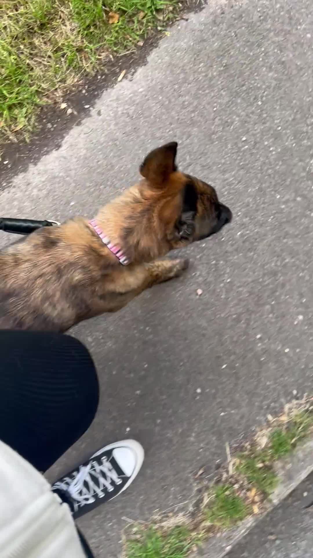 German Shepherd dogs for sale: Dutch herder X GSD  in Wakefield - Video 4