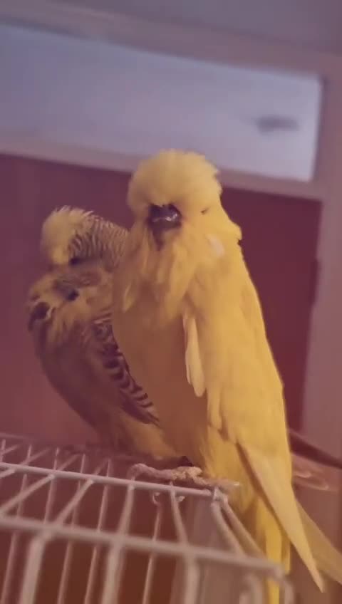 Cockatiels birds for sale: Tamed exhibation rare colour budgies - Video 5