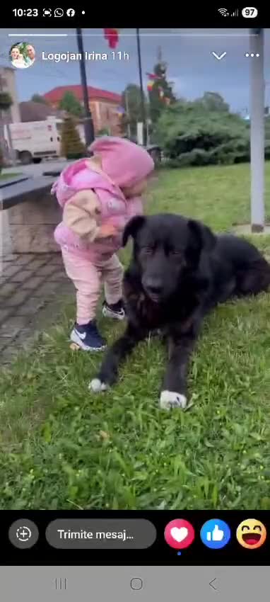Mixed Breed dogs for adoption: Please don’t pass Diesel ❤️  - Video 4