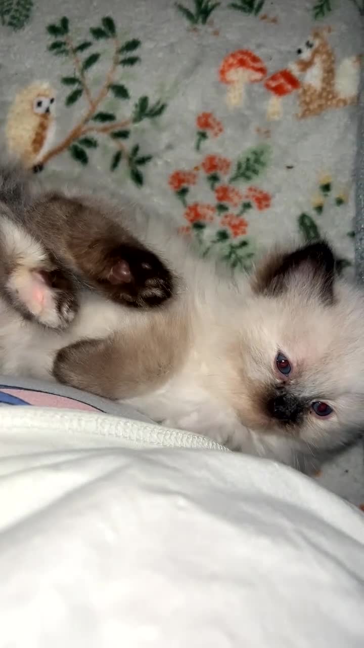 Ragdoll cats for sale: Ragdoll kittens  in Doncaster - Video 2