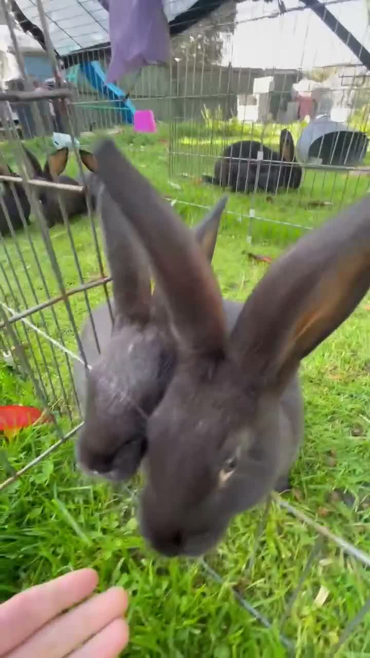 Continental Giant rabbits for sale: 💖  8 week old continental giants 💖 - Video 1