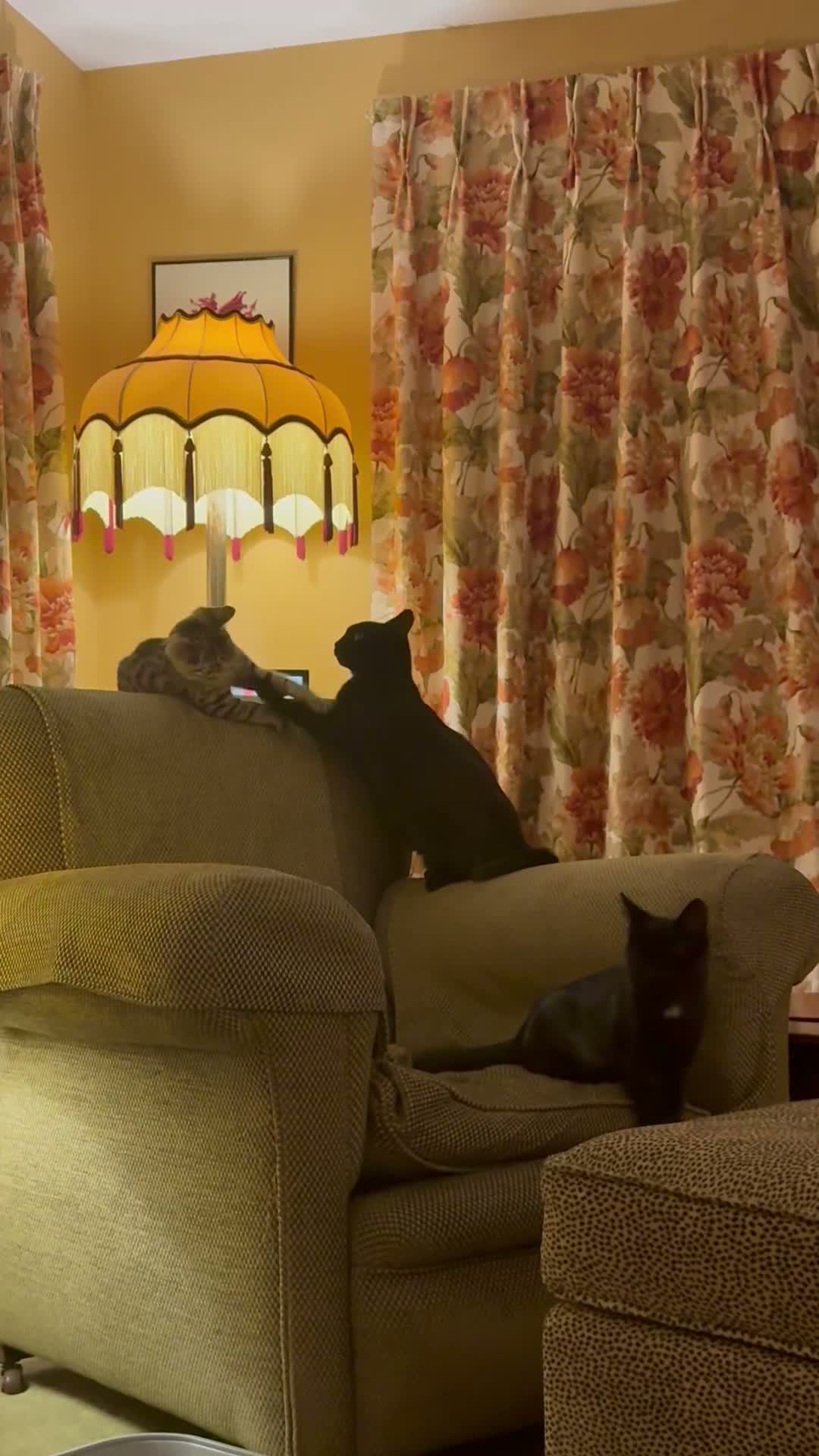 Domestic Shorthair cats for sale: 12 wk old tabby kitten in Corwen - Video 4