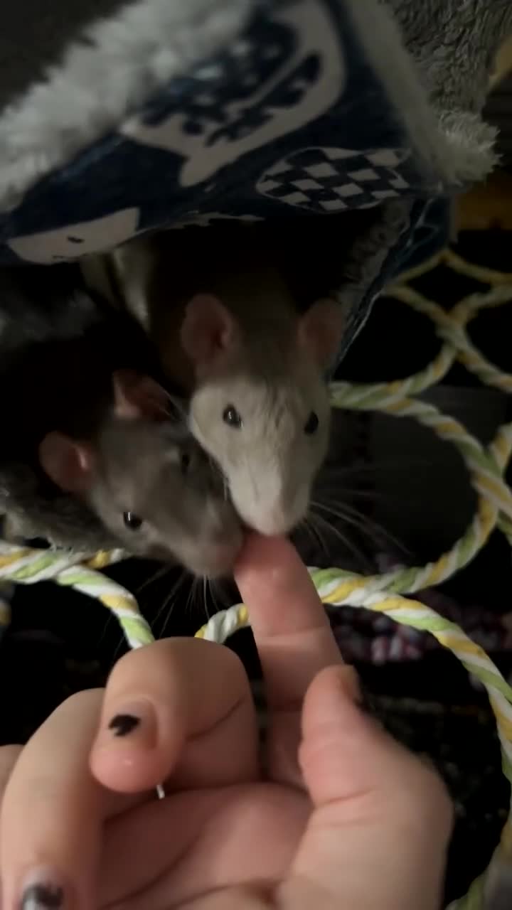 Rat rodents for sale: two baby rats  in Honiton - Video 1