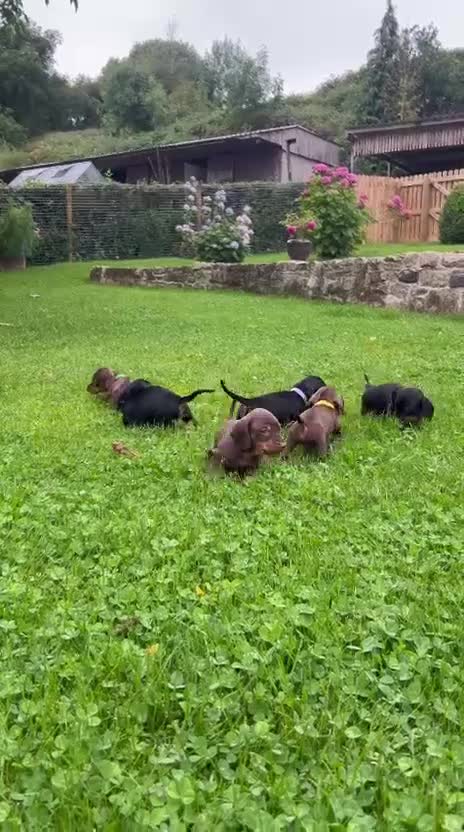Miniature Dachshund dogs for sale: Kc reg PRA clear miniature dachshund puppies  - Video 1