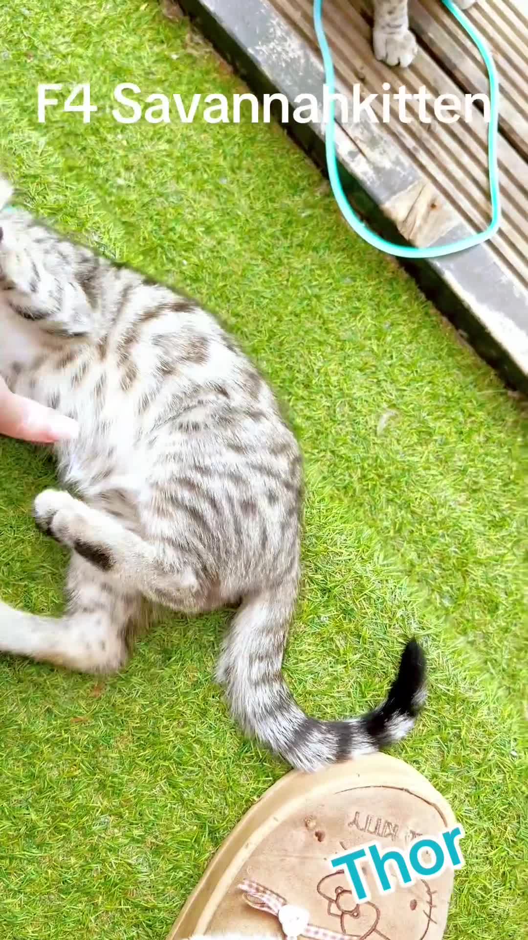 Savannah cats for sale: F4 Savannah Kitten’s original African bloodline - Video 2