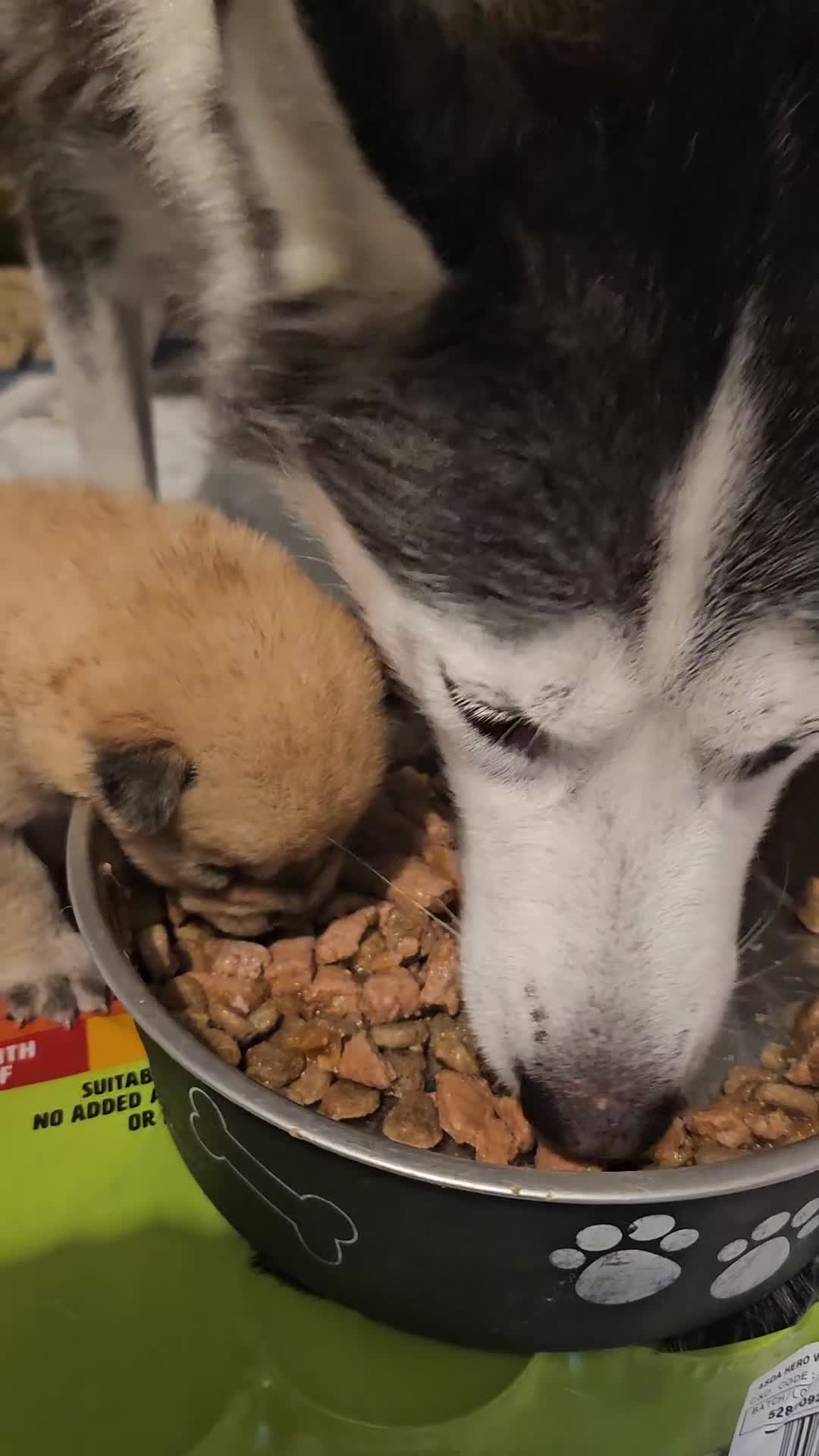 Mixed Breed dogs for sale: Chowsky chow chow x siberian husky  - Video 1