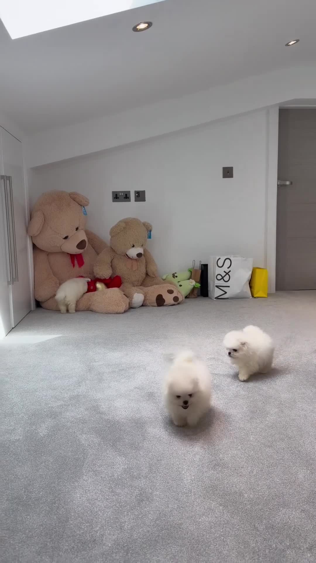 Pomeranian dogs for sale: SHOW QUALITY KOREAN WHITE POMERANIAN PUPPIES  in Wolverhampton - Video 2