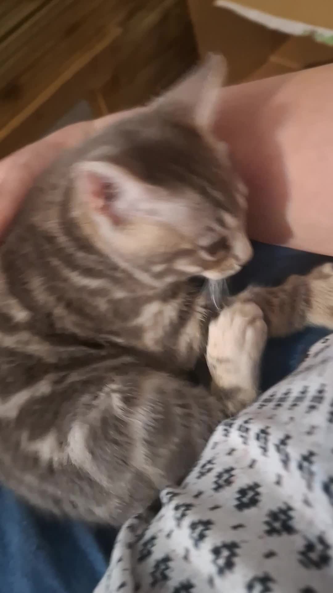 Bengal cats for sale: Last stunning Blue pure bengal kitten available! - Video 3