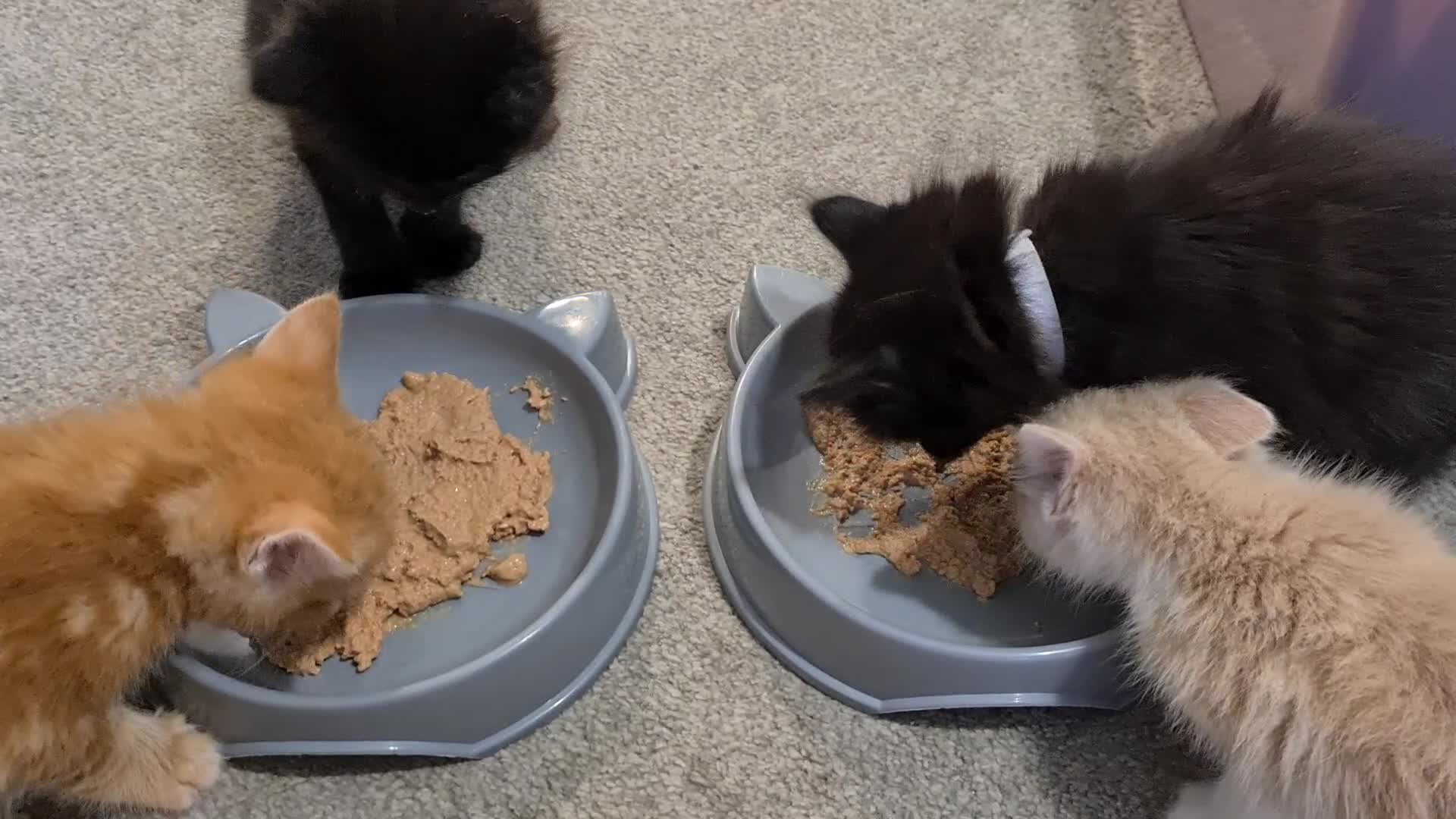 Mixed Breed cats for sale: Beautiful fluffy kittens available to reserve!  - Video 2