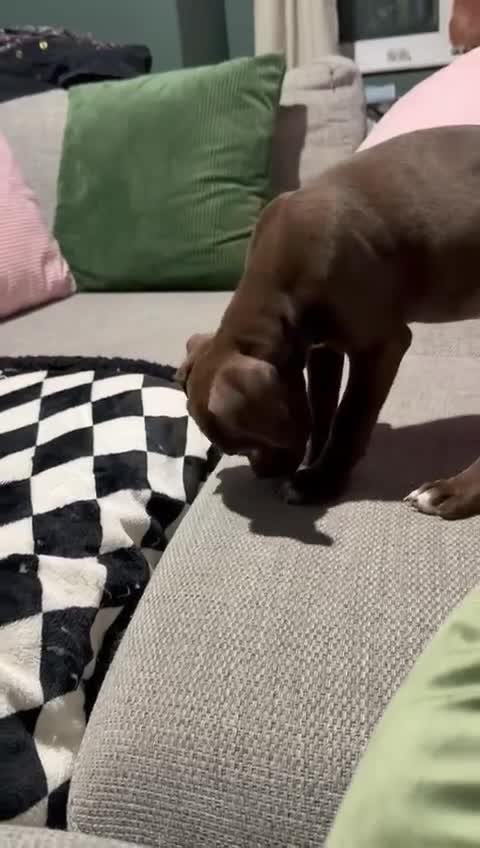 Mixed Breed dogs for sale: ‼️‼️ 3 puppies left. Urgent ‼️ ‼️‼️ - Video 1