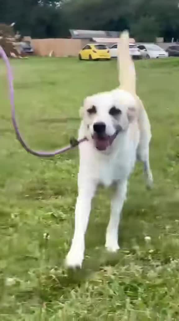 Mixed Breed dogs for adoption: Aliza - has spent most of her life in kennels 💔 - Video 2