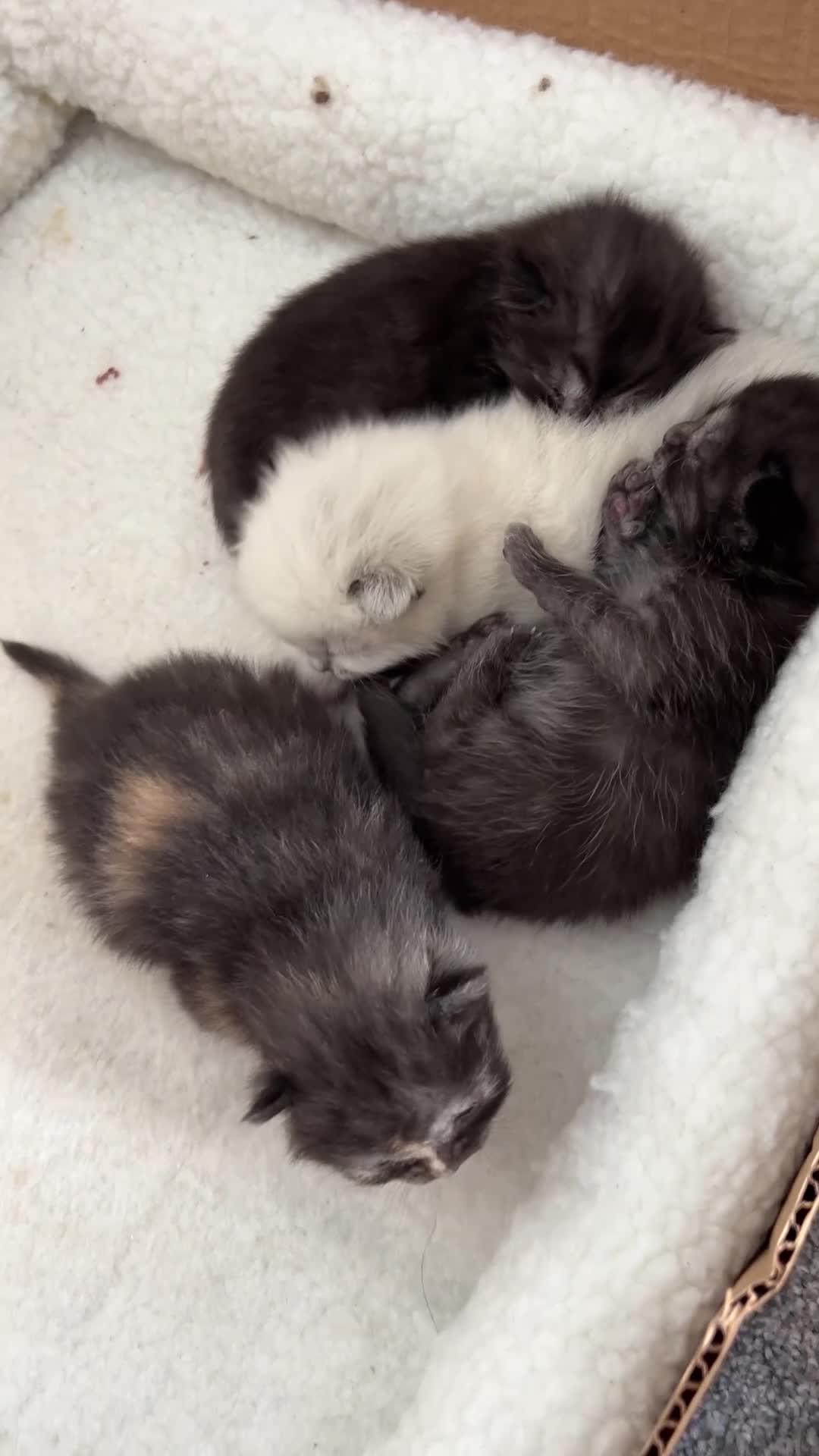 British Shorthair cats for sale: BSH x Ragdoll kittens in Spilsby - Video 2