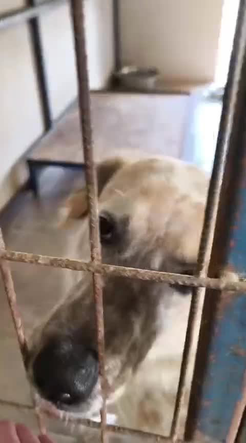 English Setter dogs for adoption: Kinali in Staines - Video 1
