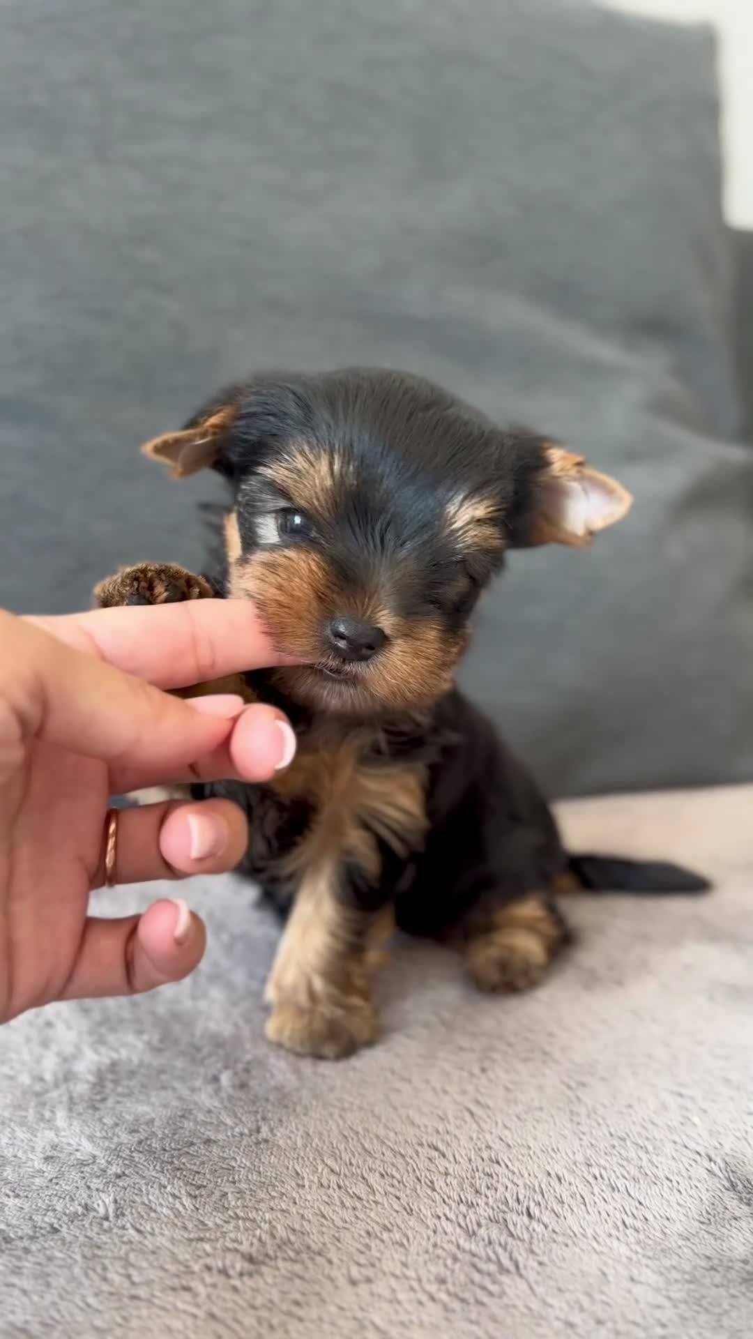 Yorkshire Terrier dogs for sale: ✨🐾 Outstanding Show Quality KC Yorkie Puppies 🐾✨ - Video 2