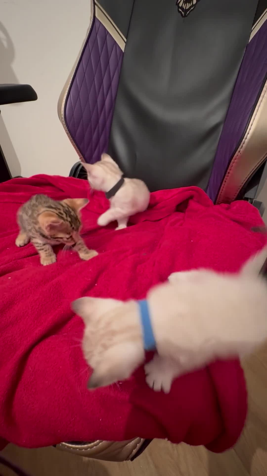 Bengal cats for sale: Adorable snow Bengals. - Video 1