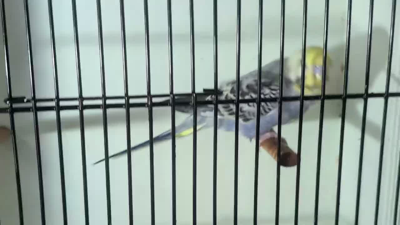 Budgerigars birds for sale: Male Budgie with Cage - Video 1