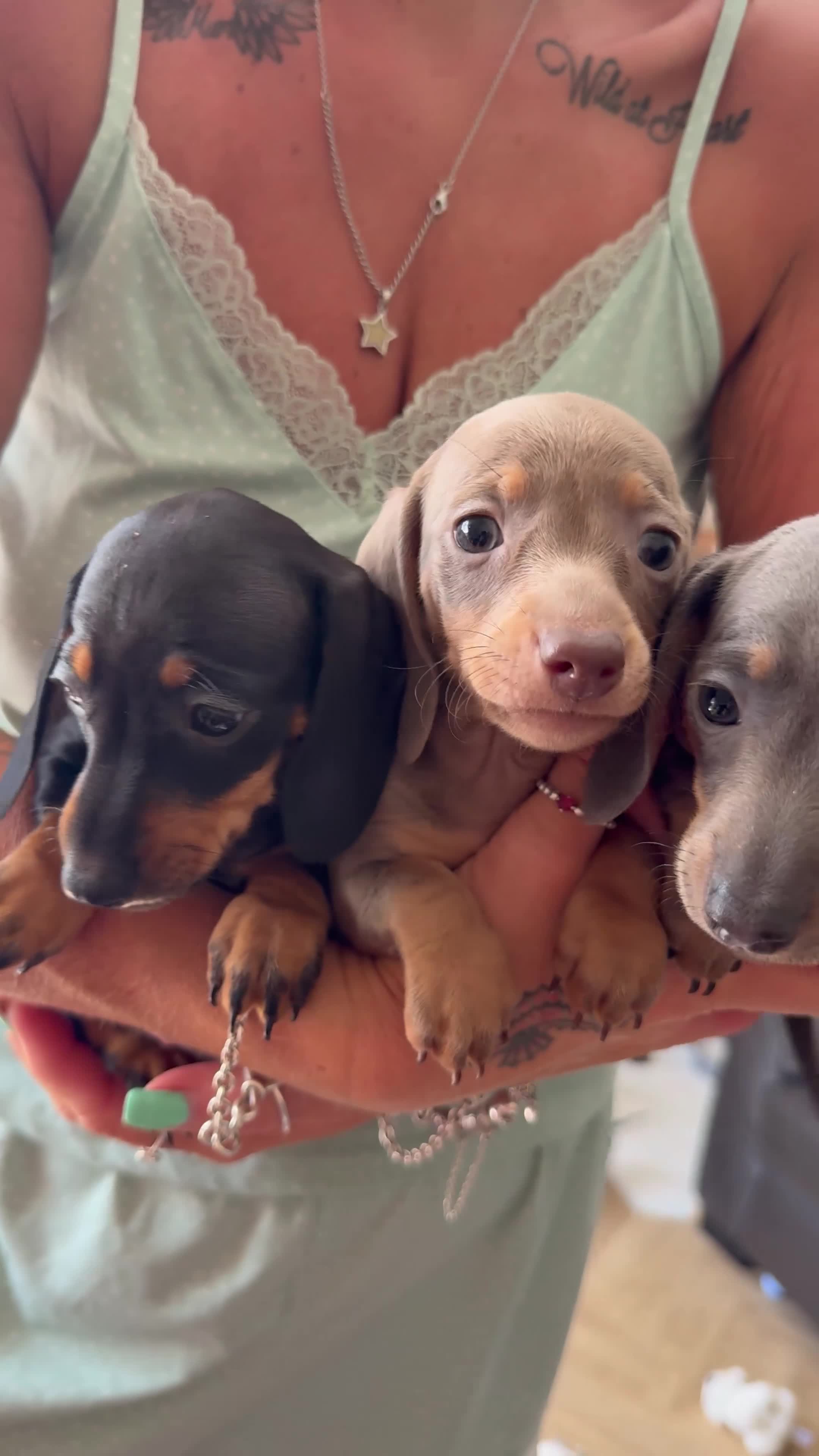 Miniature Dachshund dogs for sale: 3 female miniature dachshund  - Video 1