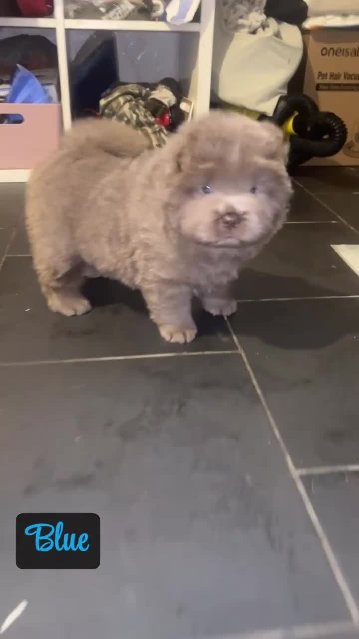 Chow Chow dogs for sale: Adorable rare lilac chow chow girl pups - Video 4